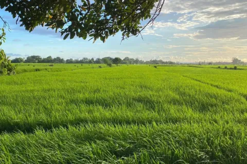 Land in Kediri, Tabanan, Bali (14023) 2